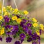 Calibrachoa – Cabaret Mix – 10″ Hanging Basket